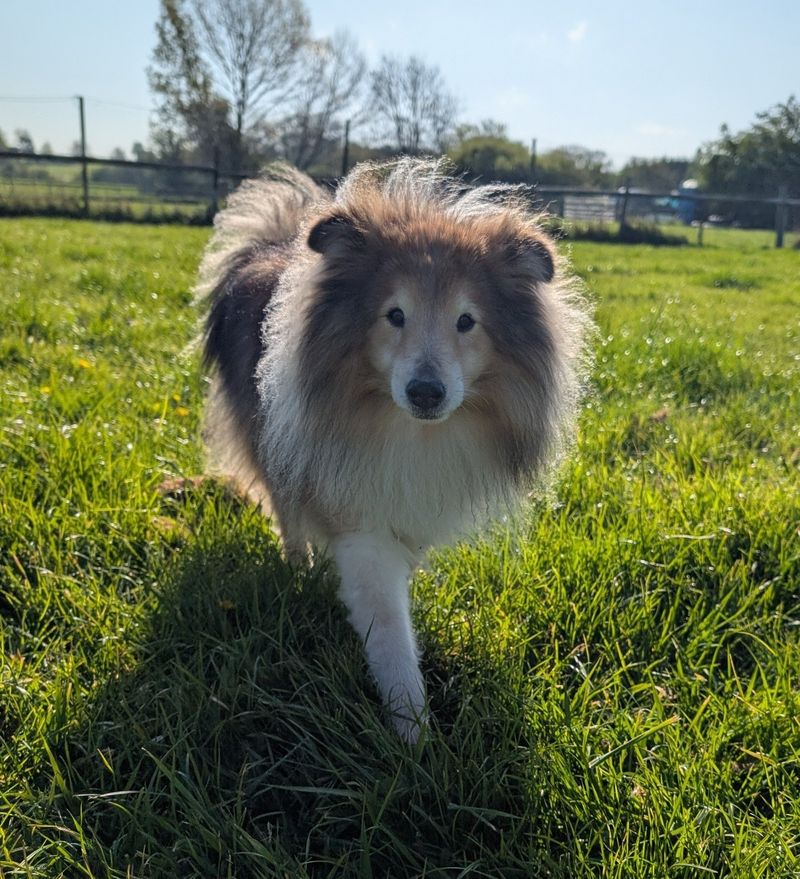 Dog walker exploring the Warwickshire countryside with a happy dog